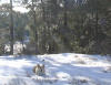 Brady resting in the snow