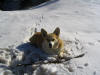 Brady Resting After Stick Chasing