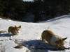 Brady & Solo -- Fun in the Snow